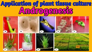 what is androgenesis  development of androgenic haploids anther and pollen culture [upl. by Iddet]