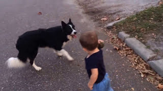 Border Collie and baby playing fetch [upl. by Fanning]