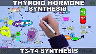 Thyroid Hormone Synthesis  T3  T4 [upl. by Atimad]