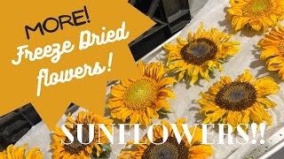 The BEST way to dry Sunflowers FREEZE DRY [upl. by Laughlin]