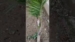 Roystonea oleracea archontophoenix alexandrae plantgardening garden nature enjoy [upl. by Tamah]