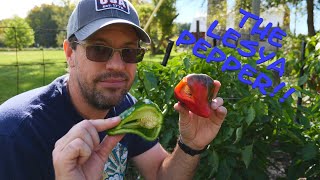 Dont Grow This Pepper  Pepper Variety Review [upl. by Mushro520]