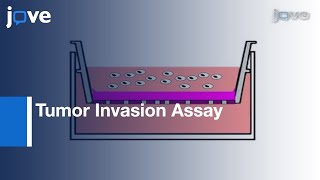 In Vitro FluoroBlok Tumor Invasion Assay l Protocol Preview [upl. by Babara531]