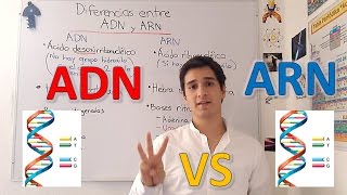 Diferencias entre ADN y ARN nivel experto para principiantes EN 5 MINUTOS [upl. by Enailuj]