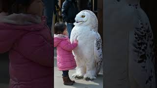 Girl playing with a white huge owl [upl. by Manwell]