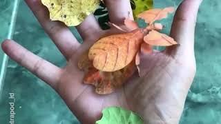 حشرات تشبه اوراق الشجر وبالوان مختلفة تسمى الحشرة الورقيةLeaf insect [upl. by Leribag]