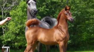 Jood Al Ulia one of the best Arabian fillies on earth [upl. by Lauder]