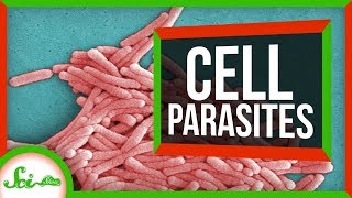 6 Parasites That Live INSIDE Cells [upl. by Abernathy]