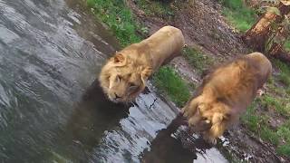 Football Lions Benny and Max  Tierpark Hellabrunn [upl. by Ebanreb]