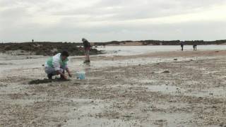 Pêche à pied dans la baie du MontSaintMichel [upl. by Medora]