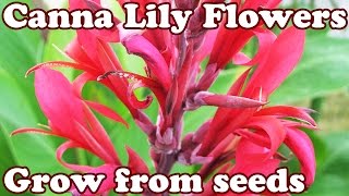 How To Grow Canna Lily Lilly Cannas Lilies Lillies Seed Seeds  Perennial Flower Perennials Flowers [upl. by Spear558]