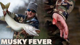 Musky Fever Fly Fishing an Apex Predator [upl. by Aihsek]