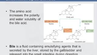 3B 811 Emulsification Lipids Bile Acids [upl. by Zaslow]