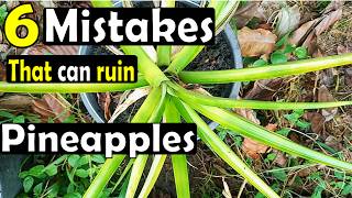 6 common mistakes to avoid when growing pineapples from the topcrown [upl. by Britteny]