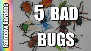 5 Bad Bugs and How to Rid Them from Your Garden  Aphids Scale Worms Beetles [upl. by Schouten]