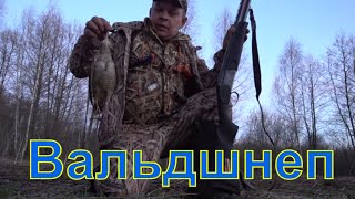 Генерал 2 Охота на вальдшнепа woodcock hunting 9 [upl. by Innep]