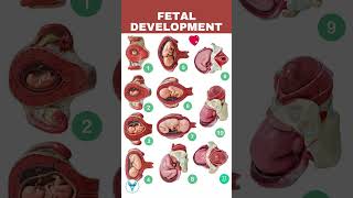 Fetal Development week by week  Embryo development  Baby growing in womb [upl. by Engedus]