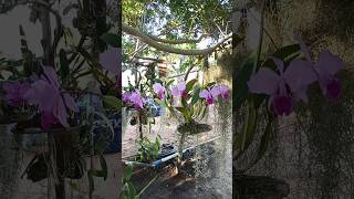 🌱🌹🌷 Cattleya trianae cultivada na cerâmica 🌱🌹🌷 [upl. by Ennaeel]