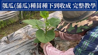 瓠瓜蒲瓜完整種植教學  阿星種植 [upl. by Steve]