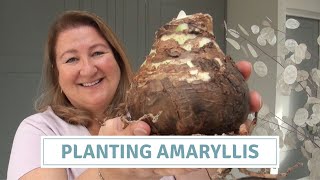 How To Plant Amaryllis Bulbs [upl. by Ivgnout]