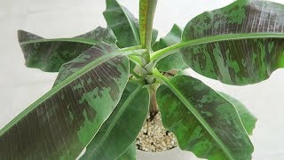 Repotting my Banana Tree  another Chill Plant Video [upl. by Hermine404]