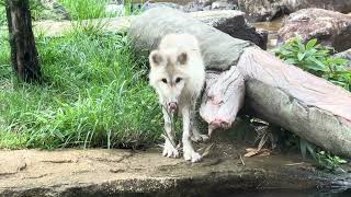 Arctic wolf 幻の白いオオカミ ホッキョクオオカミの親子展示 那須どうぶつ王国にて 2024年9月22日 [upl. by Artcele]