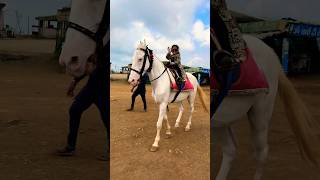 Horse video 🐎  horse horses ghoda cutebaby ytshorts viral trending shortsfeed ytvideo [upl. by Belita]