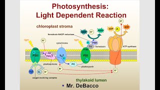 Photosynthesis Light Dependent Reaction [upl. by Yale283]