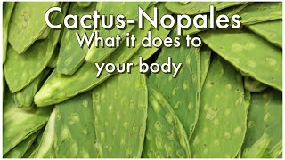 Wow😳😳 CactusNopales could be your life saver👌 [upl. by Esydnac]