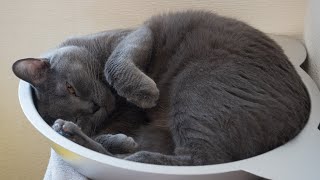 人懐っこくて可愛い猫（シャルトリュー）猫鍋で過ごす所をドアップで撮ってみた [upl. by Eneluqcaj342]