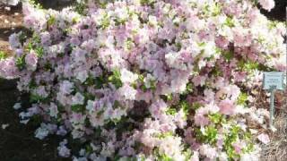 Planting Tips for Reblooming Encore Azaleas in California Oregon and Washington [upl. by Ahmar]