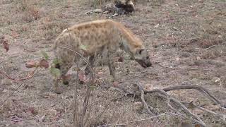 Ulusaba Lodge in 4K  Kruger Park  South Africa  Rare Wild Dog Sightings  7 September 2023 [upl. by Kehsihba]