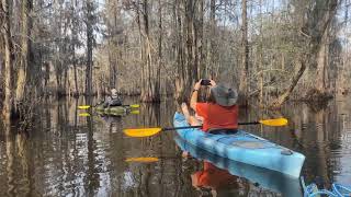 Adventures in South Carolina Kayaking the Edisto River Lake Marion and Sparkleberry swamp [upl. by Dennet]