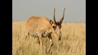 The unusual Saiga antelope of the Russian steppes  Thornley Wildlife Foundation [upl. by Dido615]