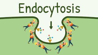 Endocytosis Pinocytosis and Phagocytosis  Eating Digesting and Pooping by the Cell [upl. by Aisset]