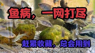 观赏鱼鱼病治疗和预防（1）：白点病、打粉病、水霉病、肠炎 [upl. by Sezen442]