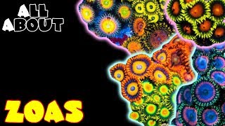 All About Zoas [upl. by Areema]