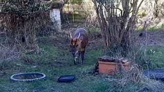 Early Afternoon Visit of Muntjac Doe amp Buck [upl. by Bocyaj]