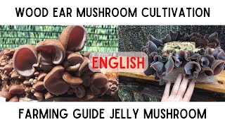 Wood ear Cloud Ear Jelly Mushroom Cultivation Guide  Auricularia auriculajudae Farming [upl. by Oskar500]