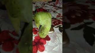 pattu parrot [upl. by Nelra]