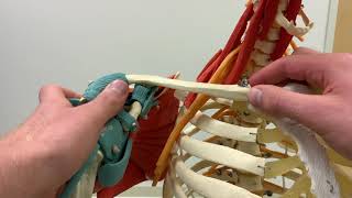 Arthrokinematics of the Sternoclavicular Joint [upl. by Atiek31]