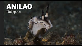 Macro Diving in Anilao Philippines  January 2024 [upl. by Norga423]