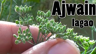 How to Grow Ajwain From Seeds  First Video on Youtube With Result Urduhindi [upl. by Anedal267]