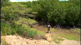 Reportaje al Perú visita el Santuario Nacional Los Manglares de Tumbes [upl. by Airb]