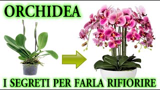 ORCHIDEA il trucco infallibile per farla rifiorire quando vuoi [upl. by Ocirnor]