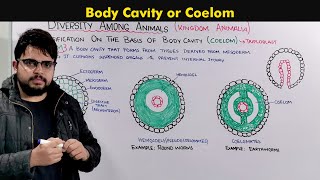 Understanding the Body Cavity Coelom In animals [upl. by Marissa661]