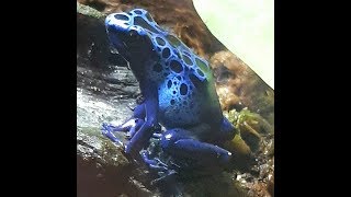 Dendrobates Tinctorius Azureus Froglets Feeding [upl. by Hadwyn]