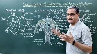 Larval forms of crustacea and their importance [upl. by Slorac399]