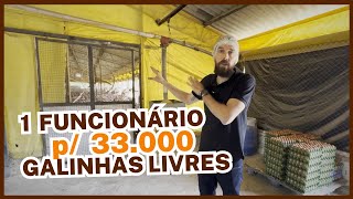 1 FUNCIONÁRIO para 33000 GALINHAS LIVRES granja 100 automatizada [upl. by Derte]