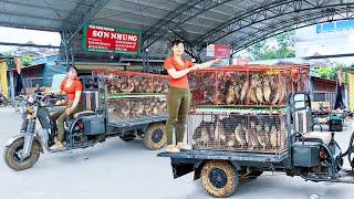 Harvesting 150 Quails Goes To Countryside Market Sell  Buy 100 Chicks To Raise  Free Bushcraft [upl. by Lurette]